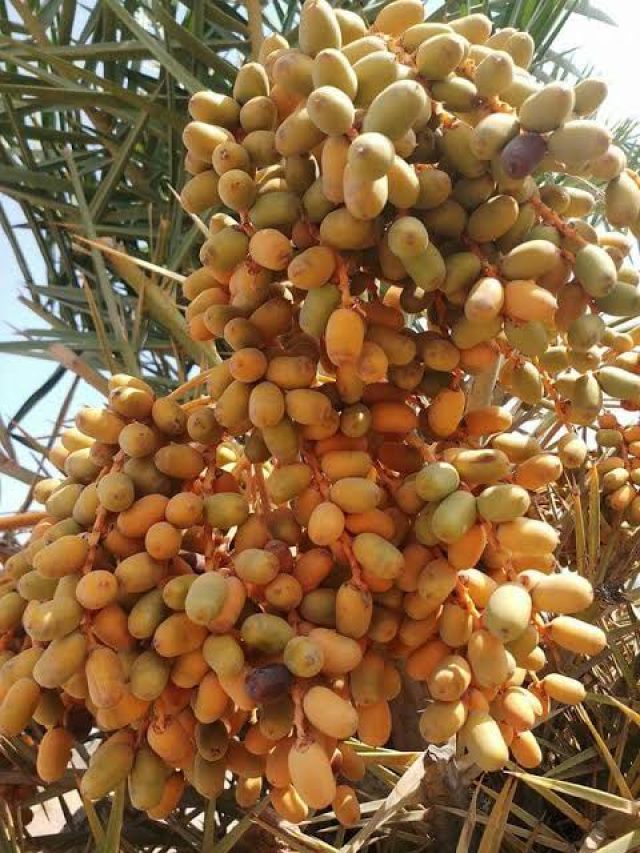 घर के पास कौनसा पेड़ शुभ और कौनसा अशुभ !